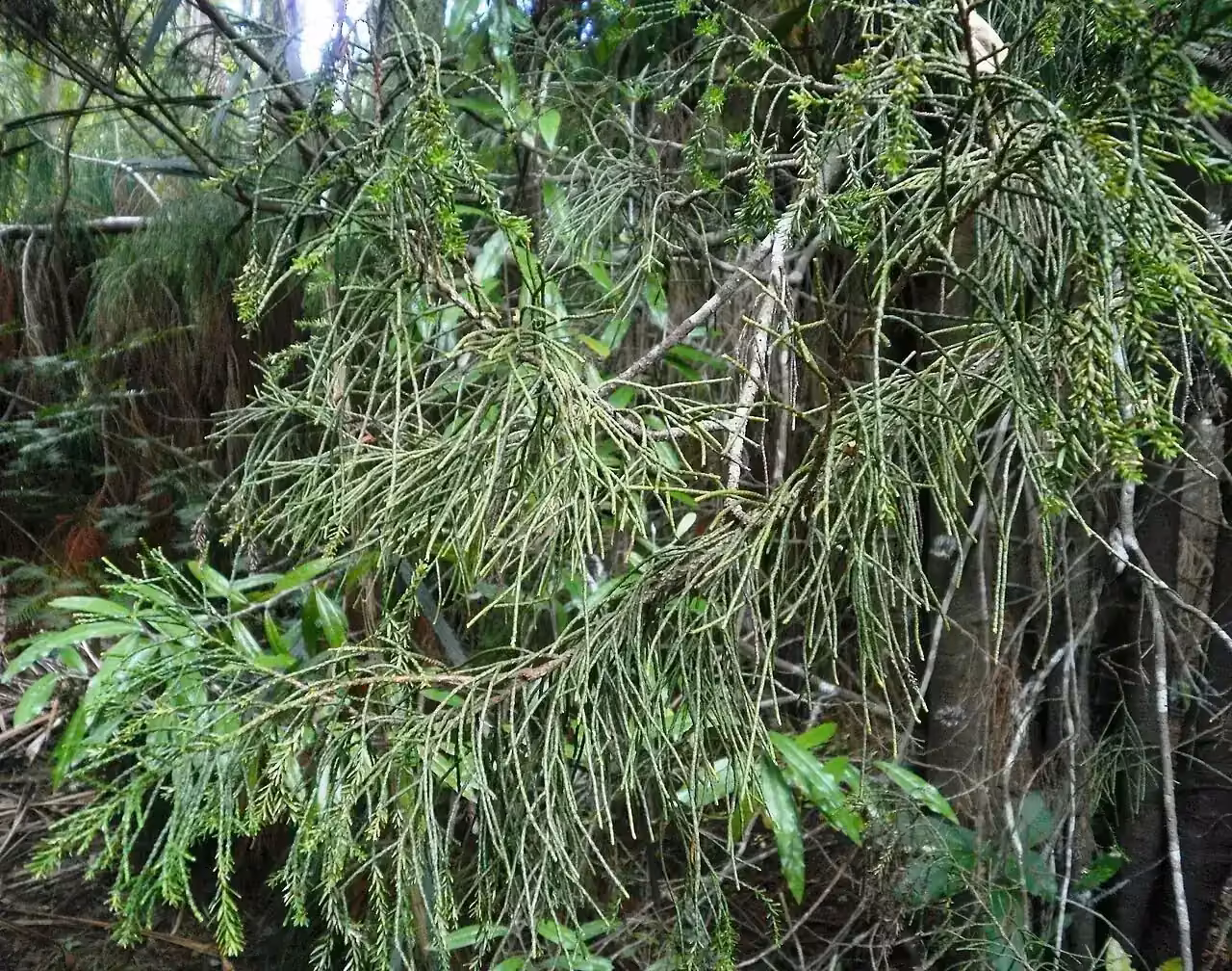 Silver Pine (Manoao colensoi)