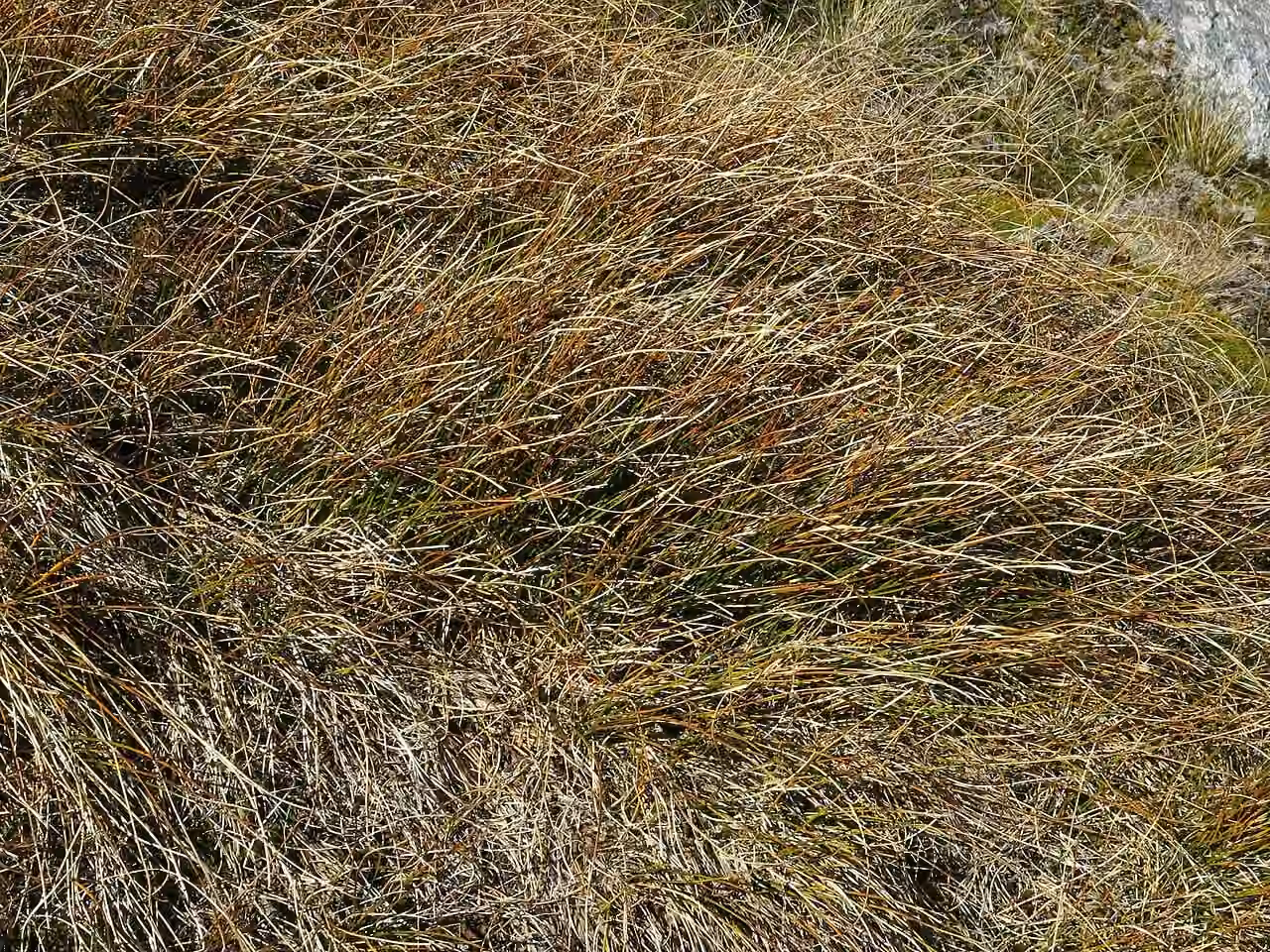 Marsippospermum gracile (Marsippospermum gracile)