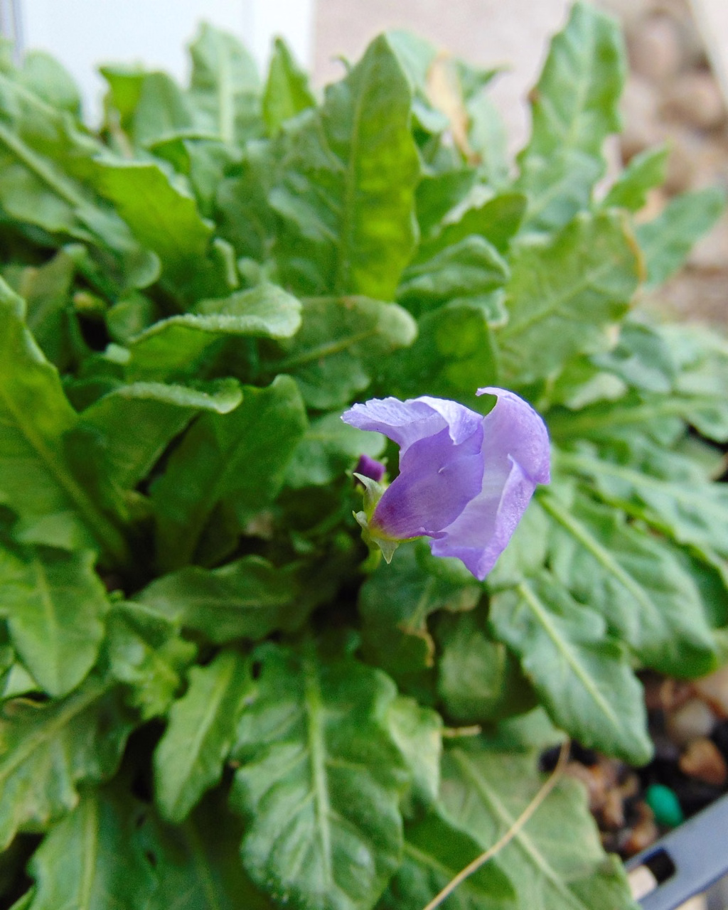 Mazus pumilio (Mazus pumilio)
