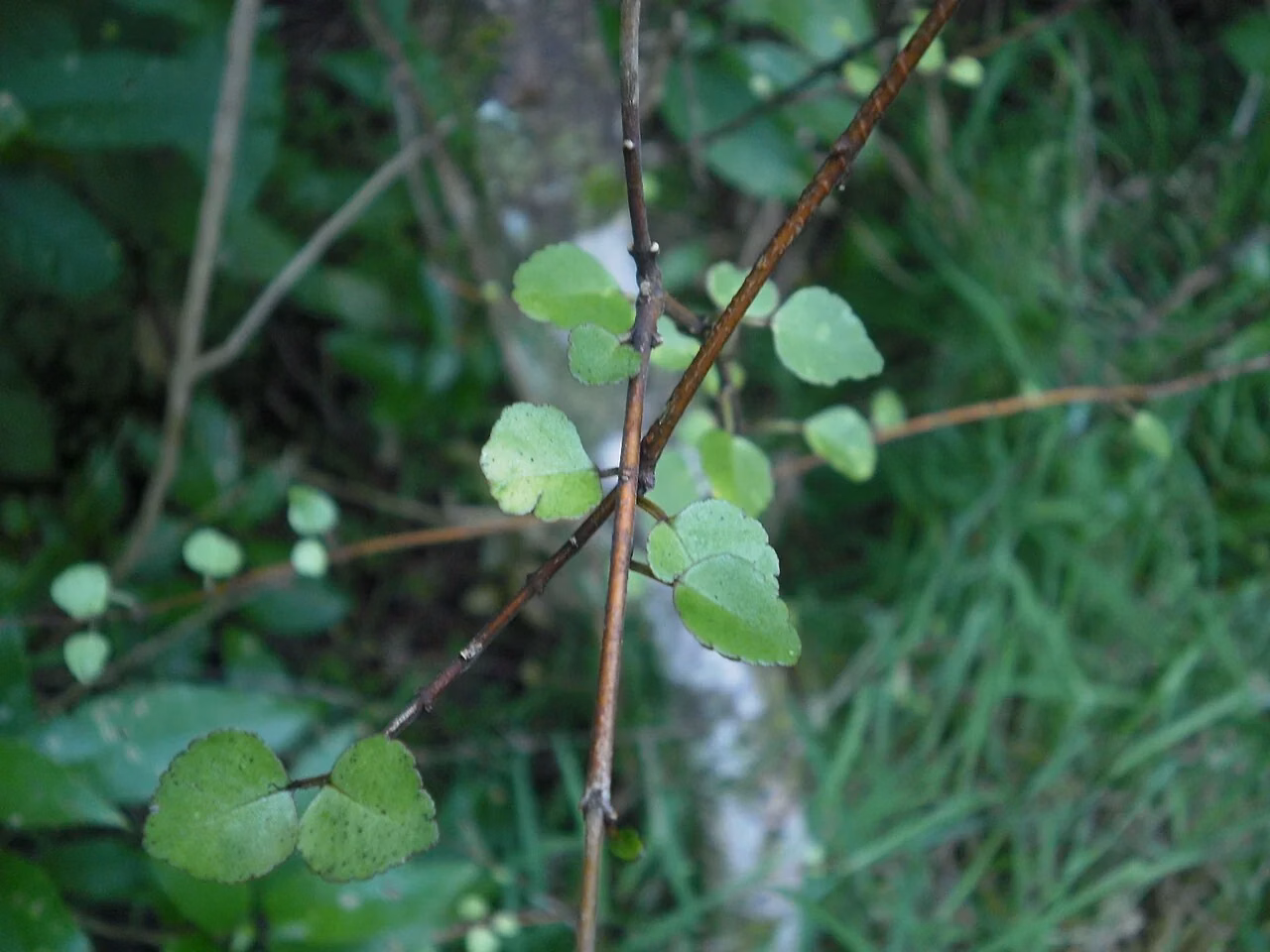 Poataniwha (Melicope simplex)