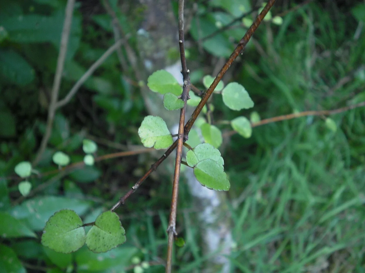 Poataniwha (Melicope simplex) showing its tangled, divaricating branches