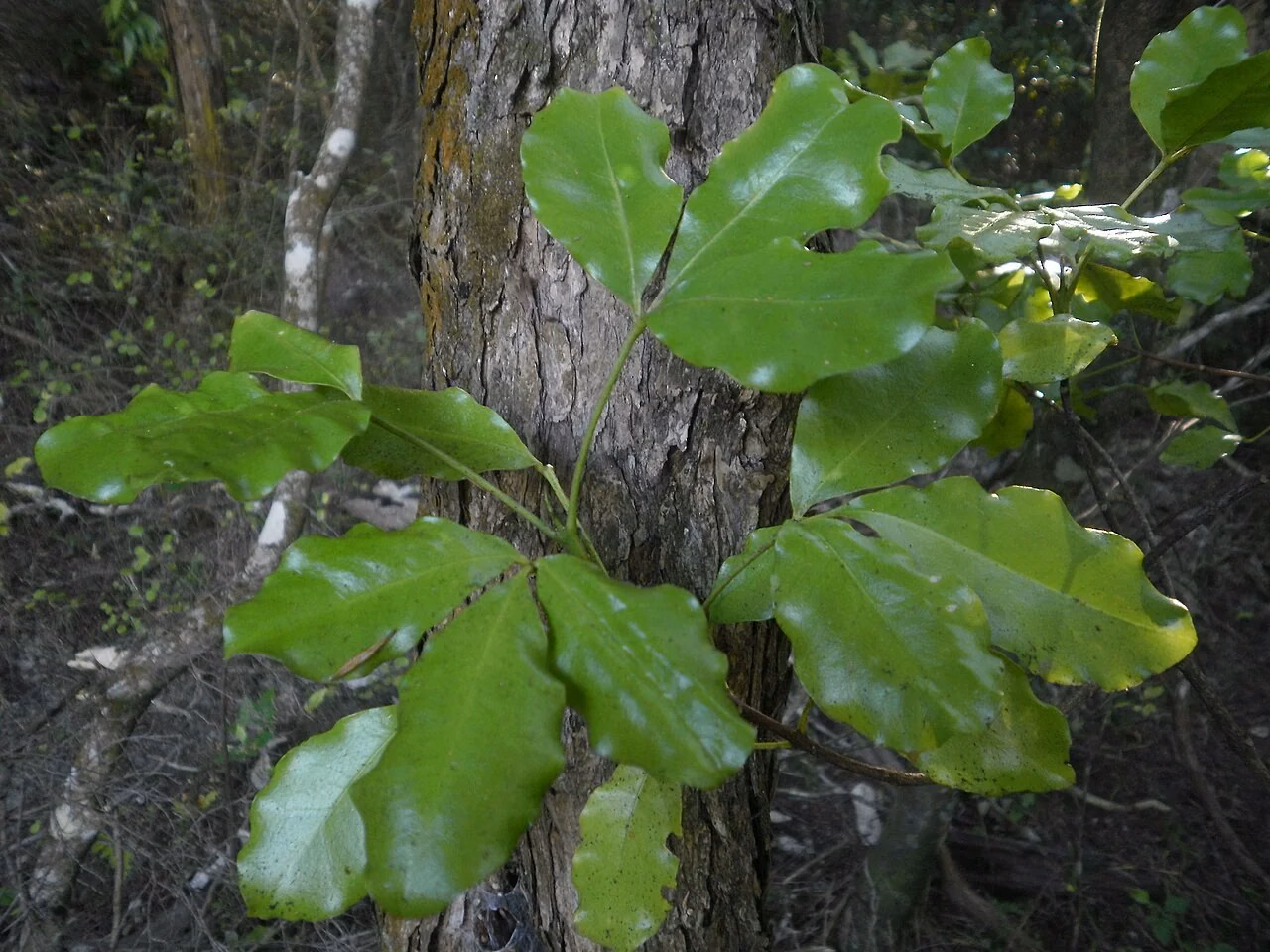 Wharangi (Melicope ternata)