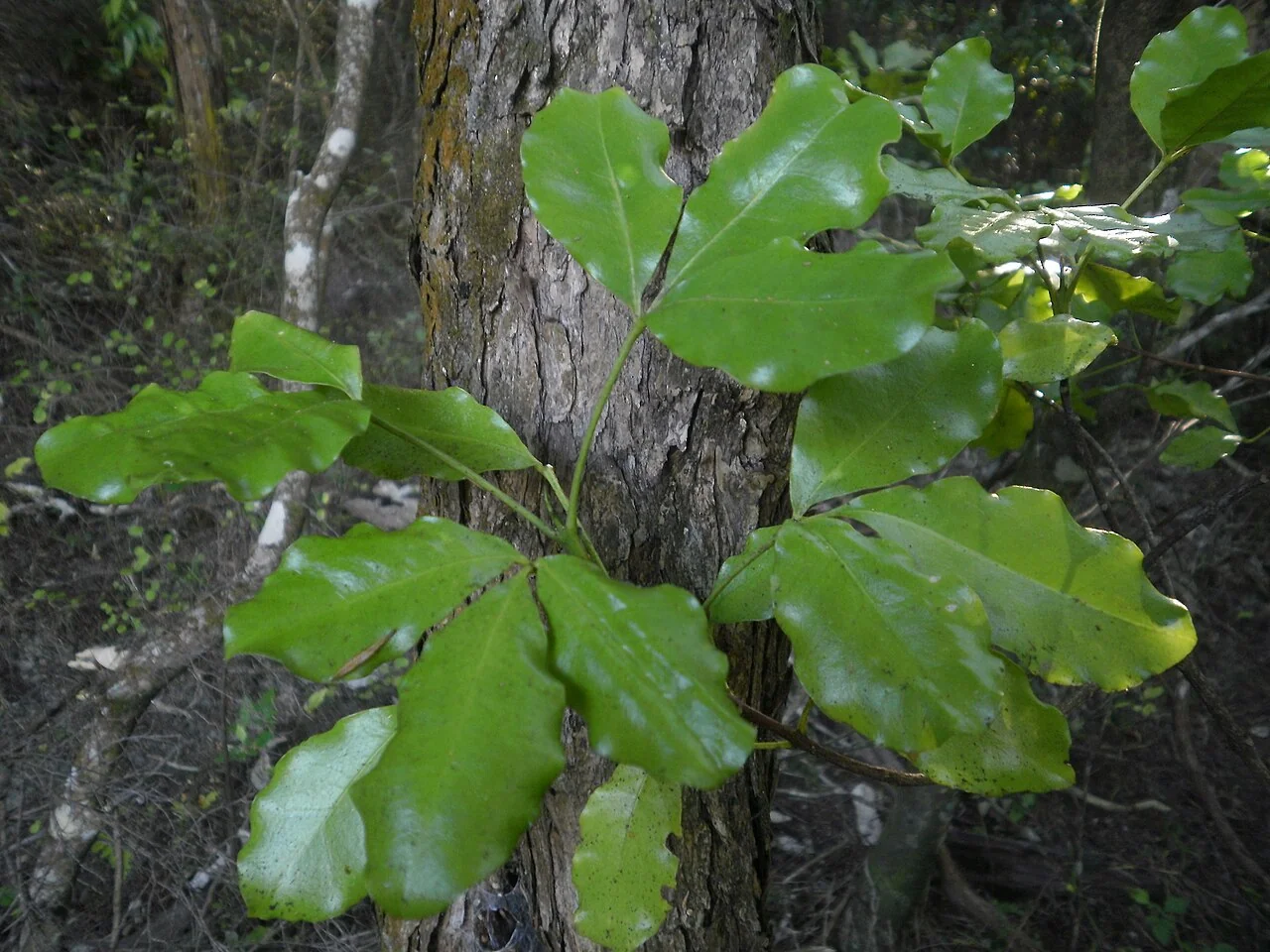 Wharangi hero image