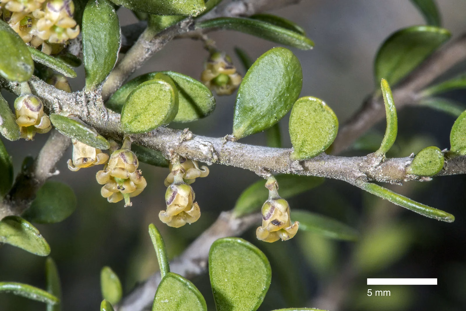 Porcupine Shrub