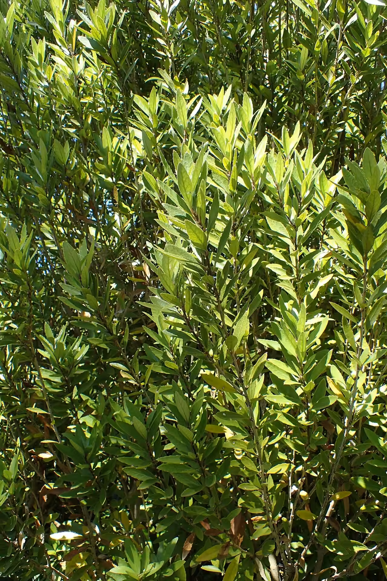 Melicytus chathamicus (Melicytus chathamicus)