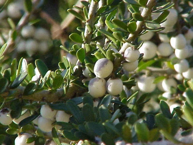 Thick-leaved Māhoe