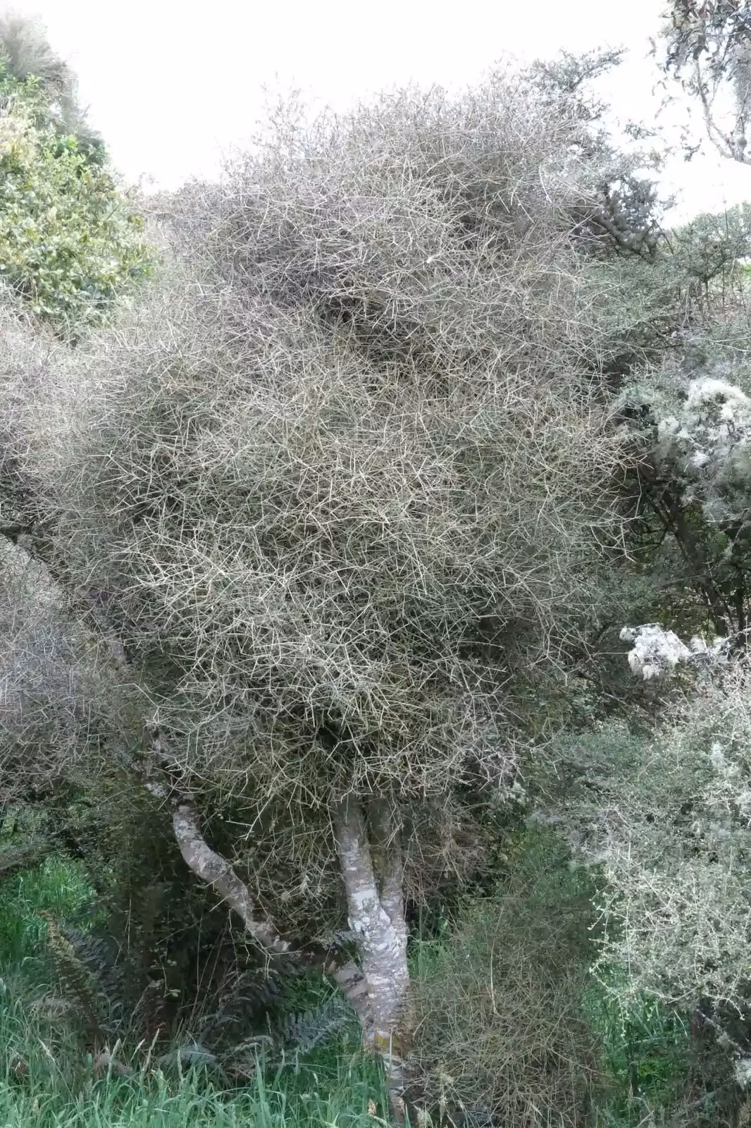 Melicytus Flexuosus Native Plant (Melicytus flexuosus)