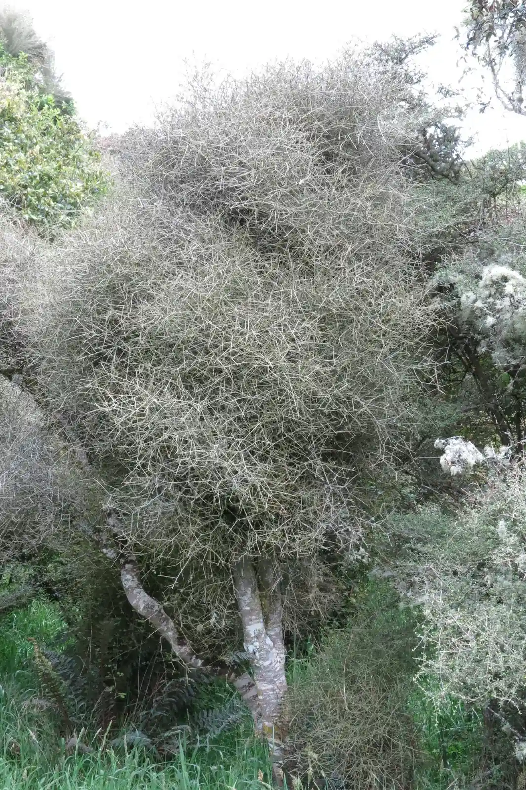 Melicytus Flexuosus Native Plant (Melicytus flexuosus)