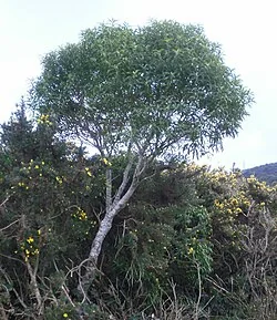 Narrow-leaved Māhoe (Melicytus lanceolatus) showing its distinctive narrow leaves and graceful branching pattern