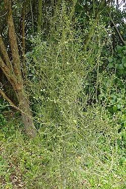 Manakura (Melicytus micranthus) hero image