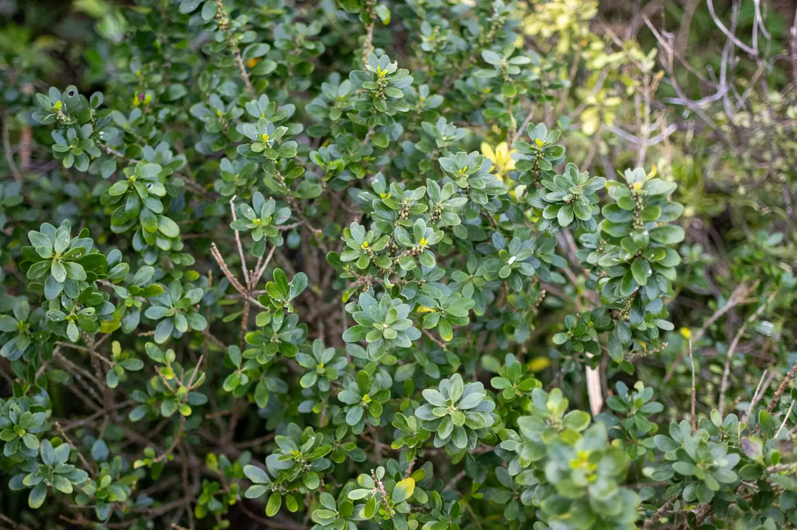 Melicytus Orarius Native Plant (Melicytus orarius)