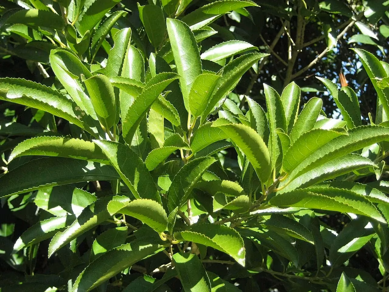 Māhoe (Melicytus ramiflorus)