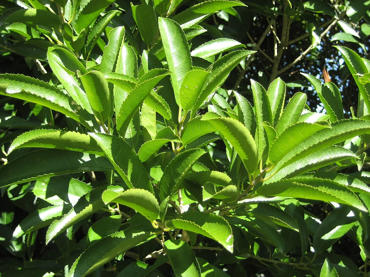Whiteywood (Melicytus ramiflorus) showing its distinctive heart-shaped leaves and pale bark