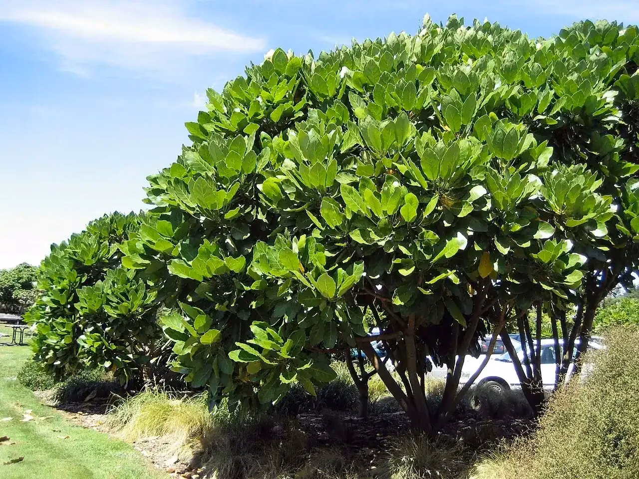 Puka (Meryta sinclairii)