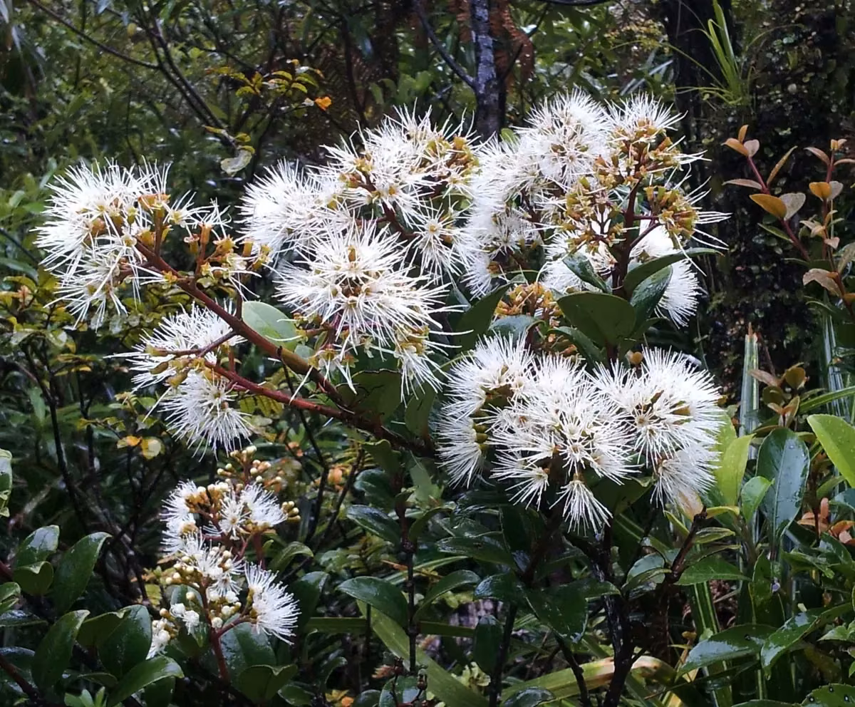 Akatea (Metrosideros albiflora)