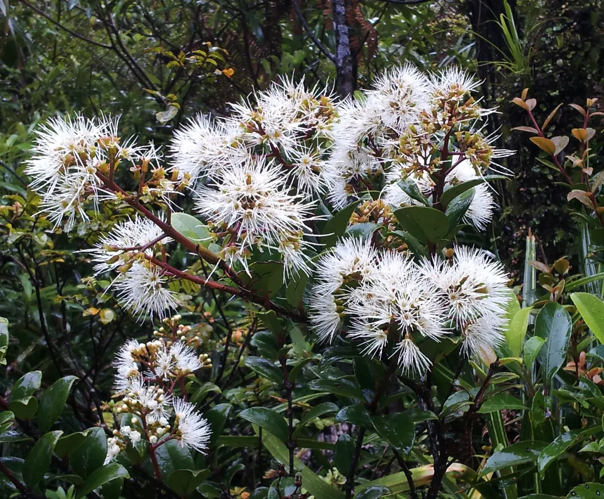 Akatea (Metrosideros albiflora) showing glossy green climbing rātā leaves and large white fluffy flower clusters