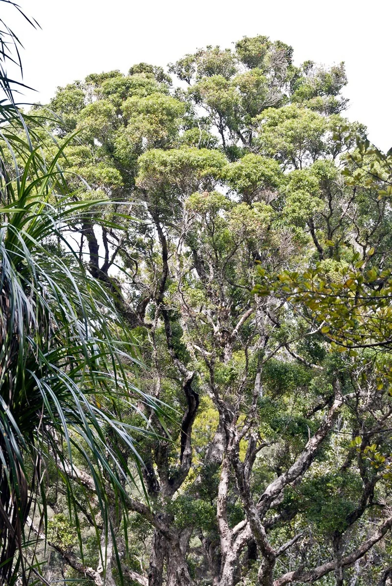 Metrosideros bartlettii (representative rātā/pōhutukawa foliage and habit)