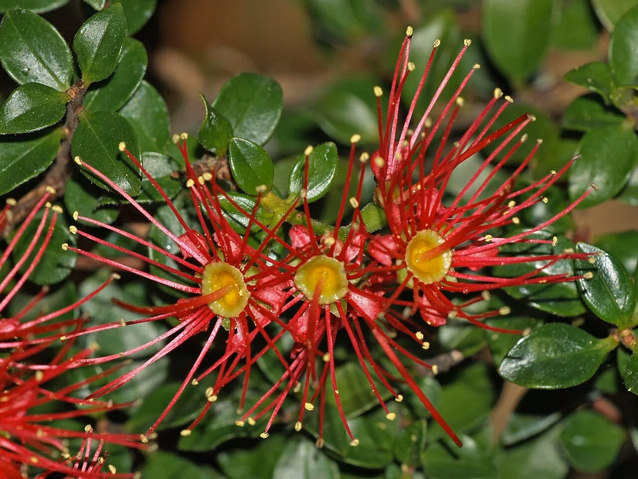 Crimson Rata