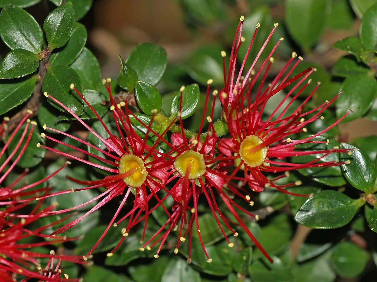 Crimson Rata (Metrosideros carminea) hero image