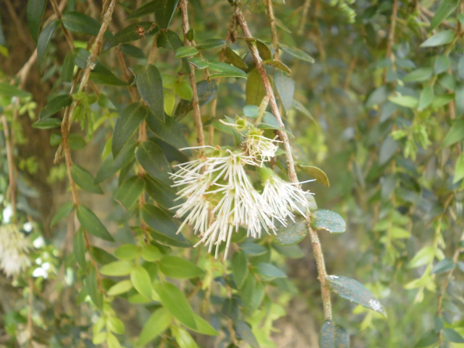 Metrosideros Colensoi Native Plant (Metrosideros colensoi)