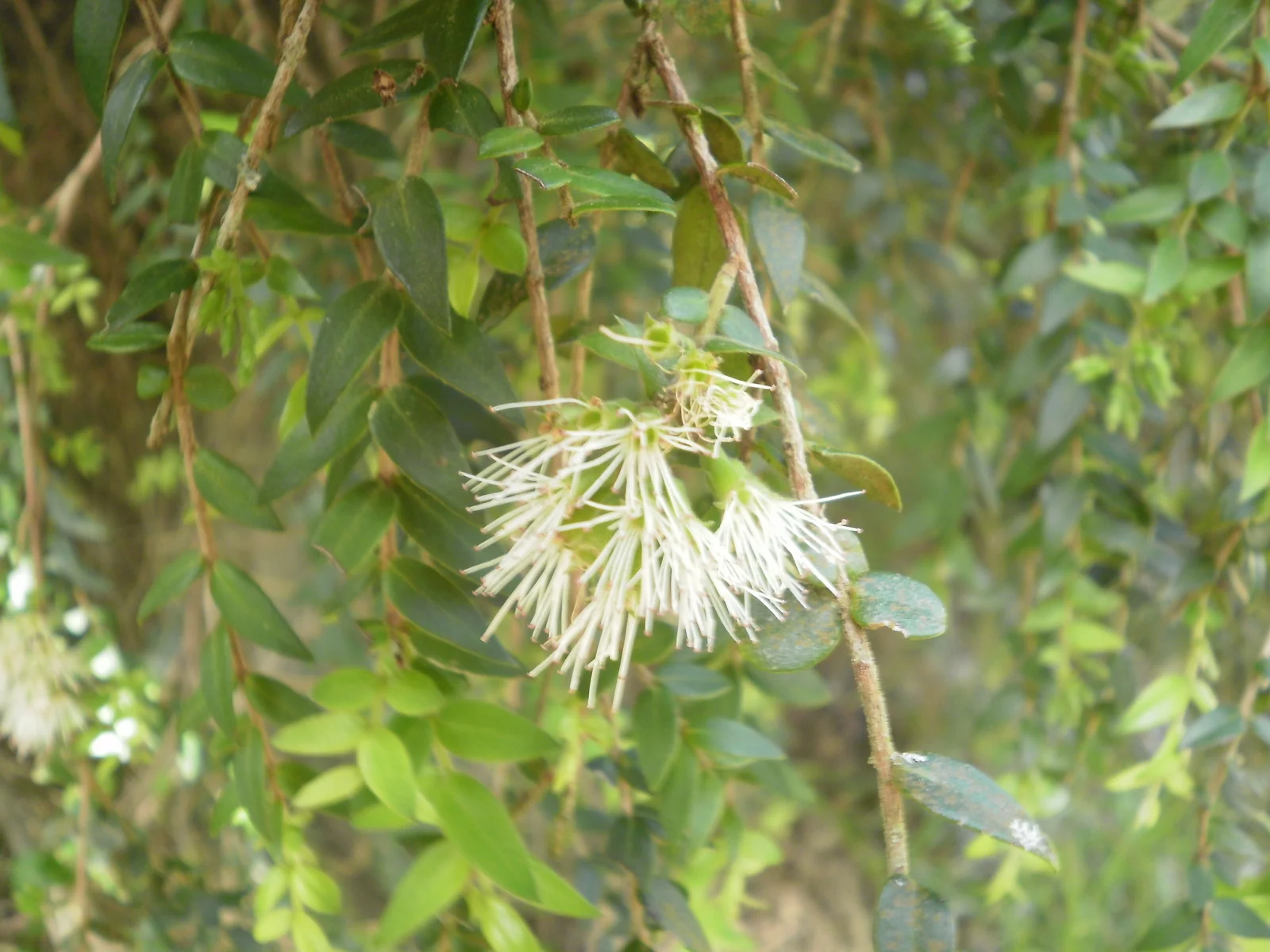 Metrosideros Colensoi Native Plant (Metrosideros colensoi)