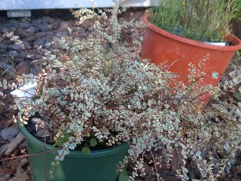 White Rātā (Metrosideros diffusa)