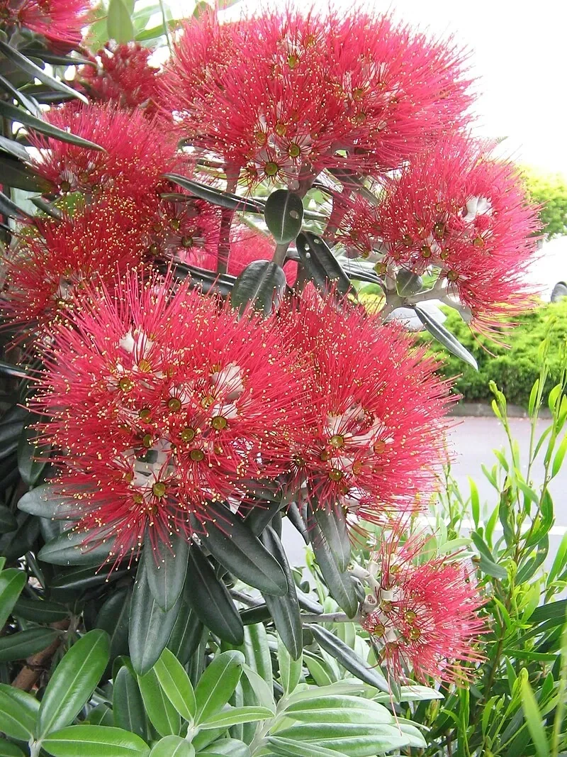 Pōhutukawa