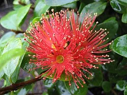 Scarlet Rata (Metrosideros fulgens) hero image