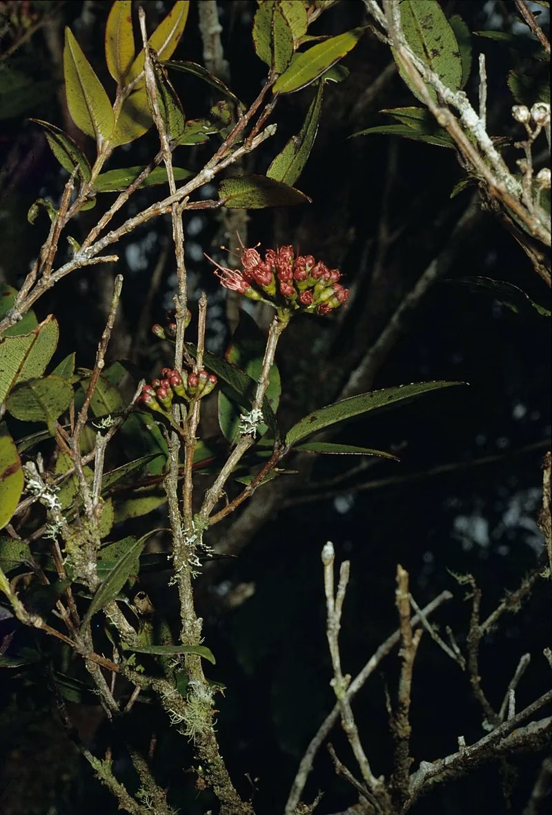 Parkinson's Rātā (Metrosideros parkinsonii)