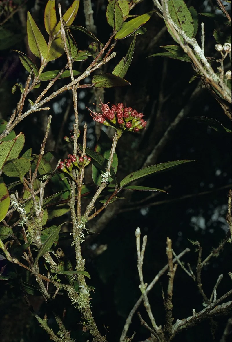 Parkinson's Rata (Metrosideros parkinsonii) hero image