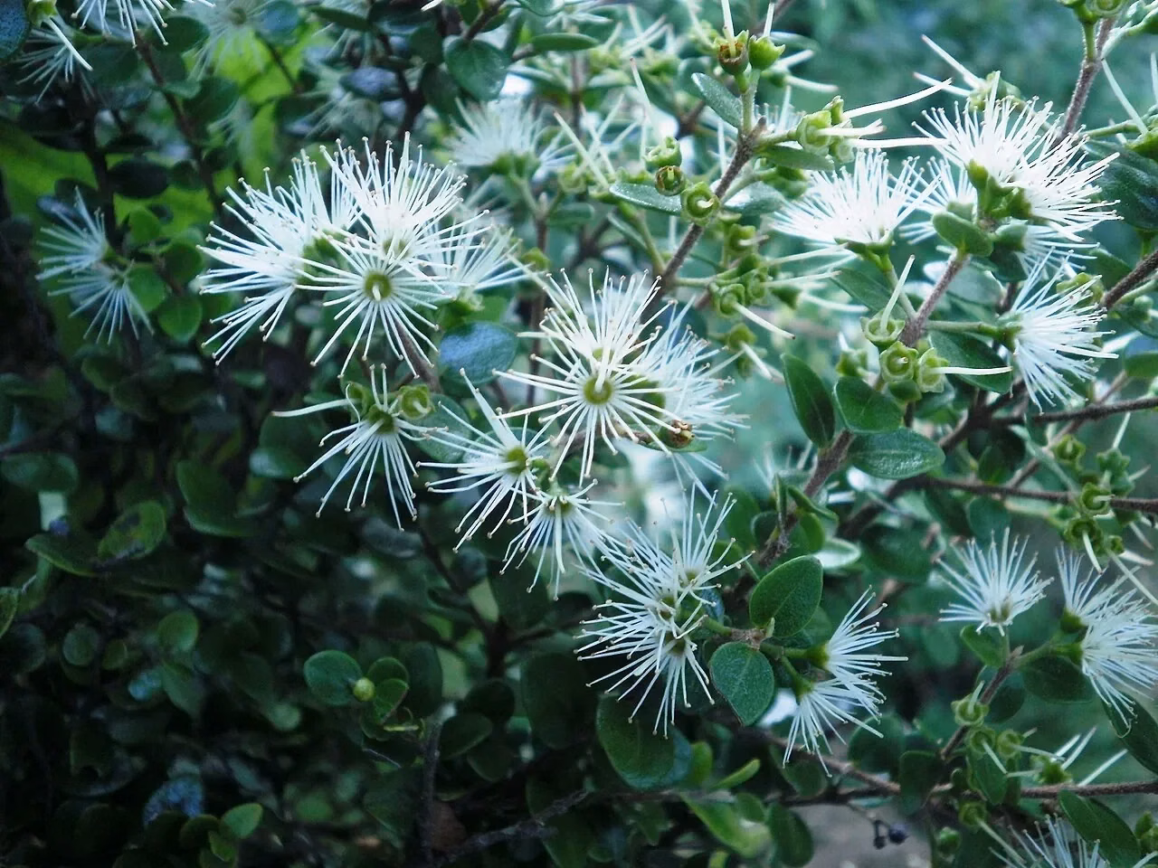 Climbing Rātā (Metrosideros perforata)