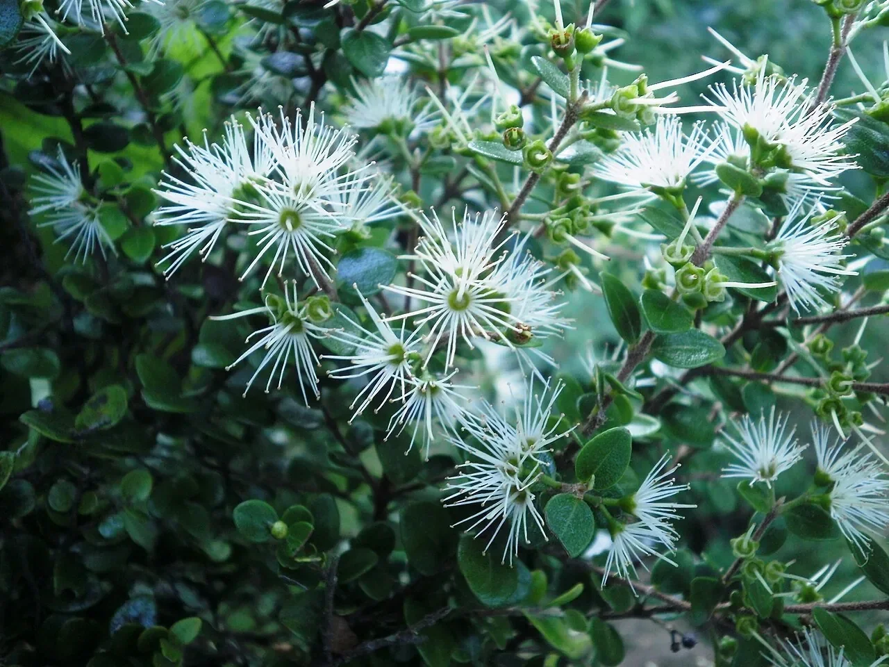 White Rātā hero image