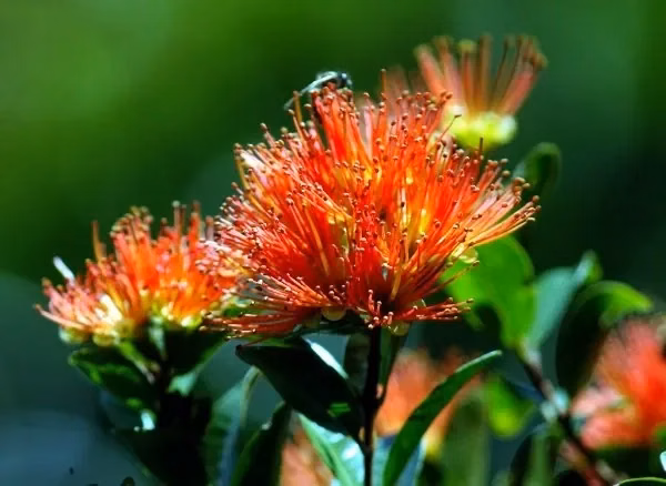 Metrosideros Robusta