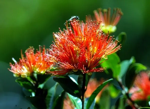Northern Rata