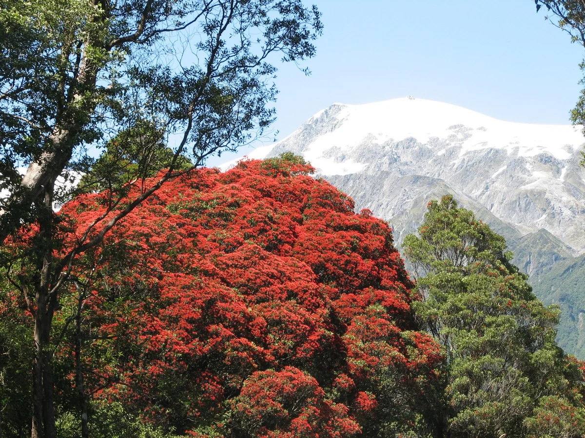 Southern Rātā (Metrosideros umbellata) hero image
