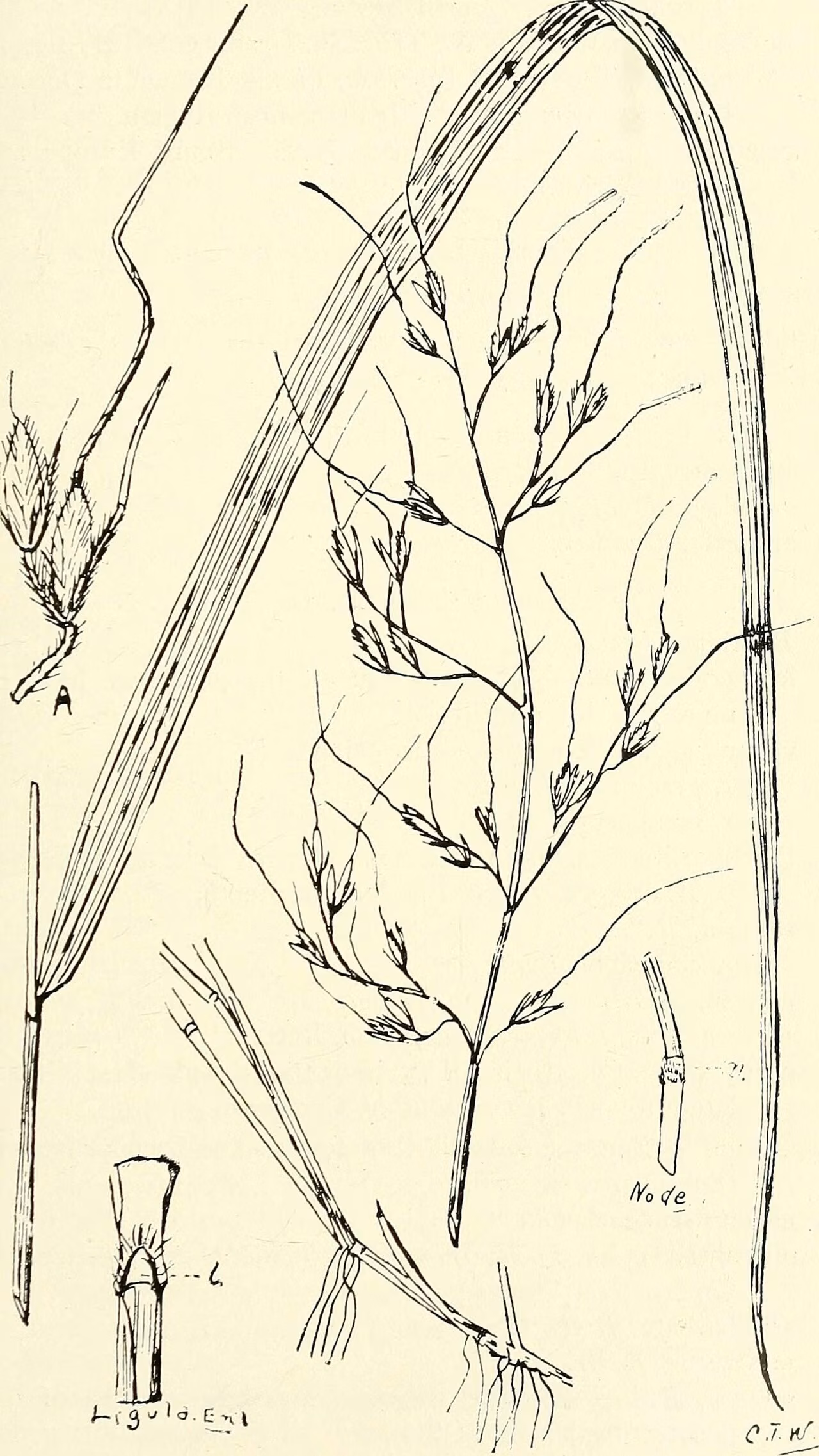 Microlaena avenacea (Microlaena avenacea)