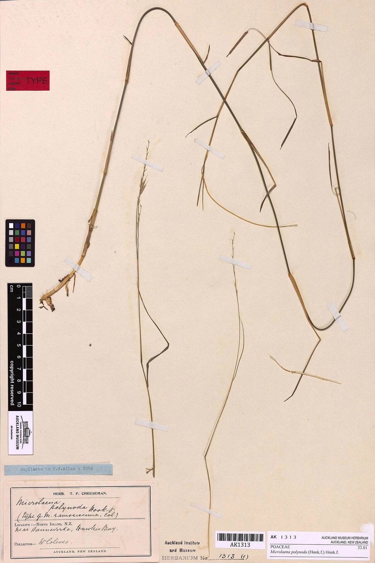 Microlaena polynoda (Microlaena polynoda)