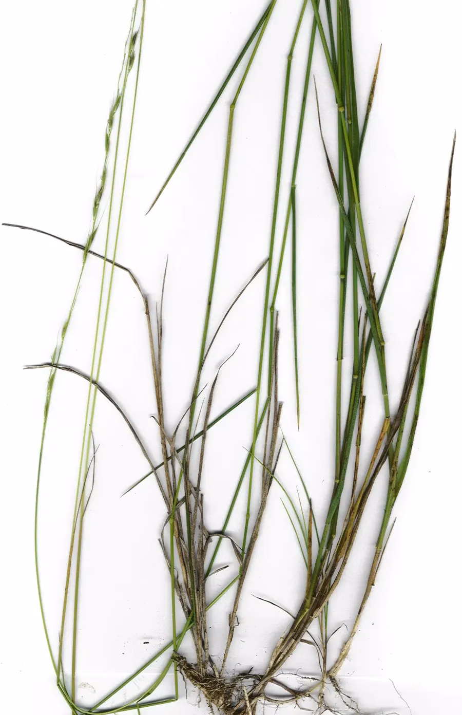 Microlaena Stipoides Grass (Microlaena stipoides)