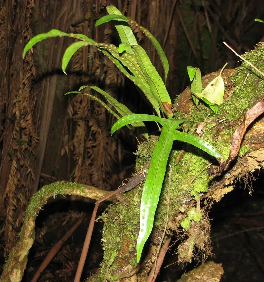 Hound's Tongue Fern (Microsorum pustulatum)