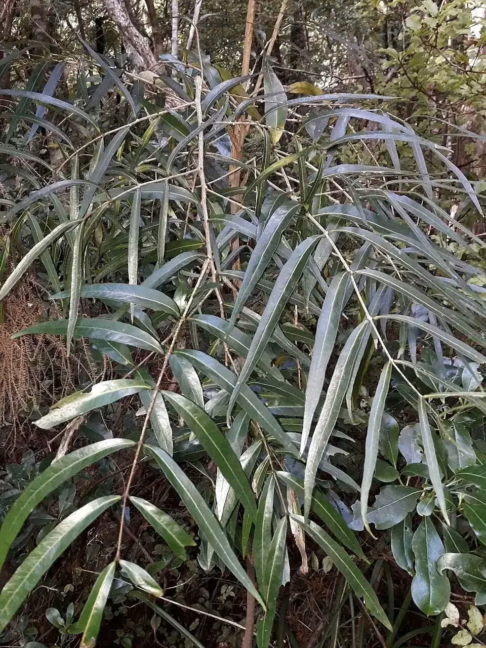 Willow-leaved Maire