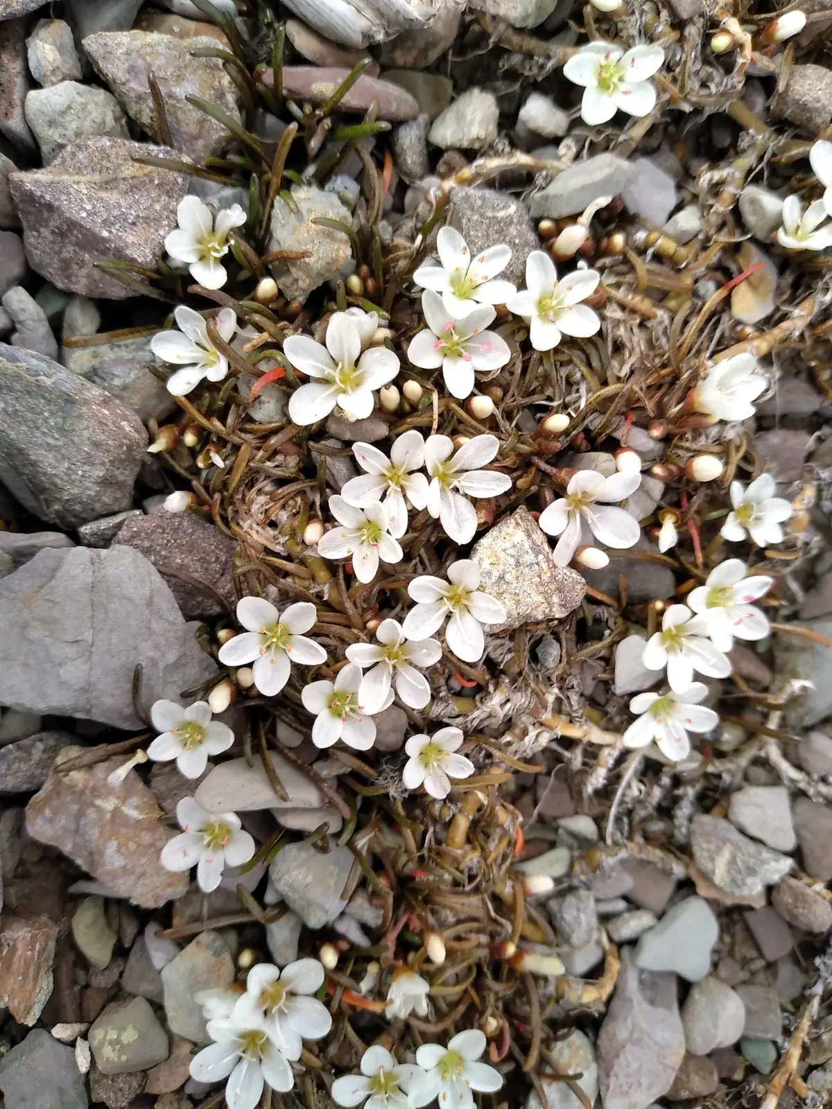 Montia Calycina Native Plant (Montia calycina)