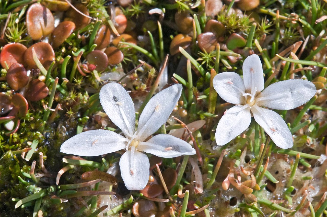 Montia campylostigma (Montia campylostigma)