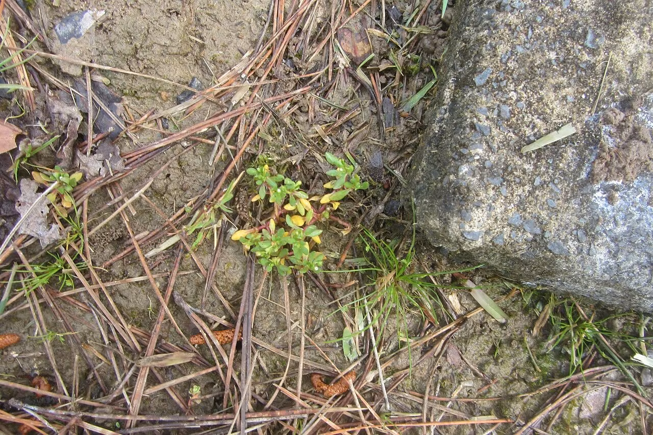 Montia fontana subsp. fontana (Montia fontana subsp. fontana)