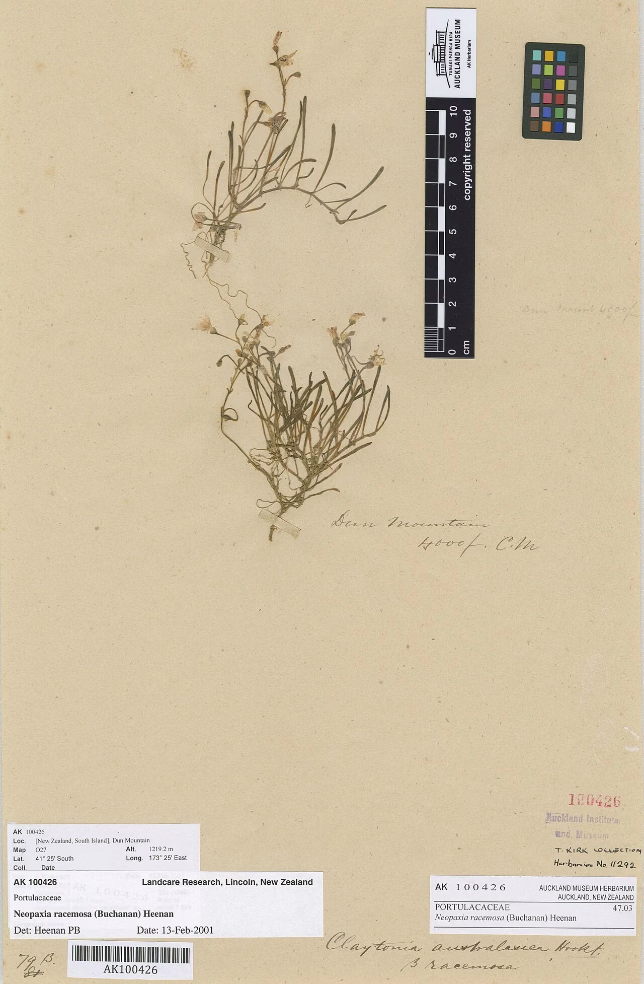 Montia racemosa (Montia racemosa)
