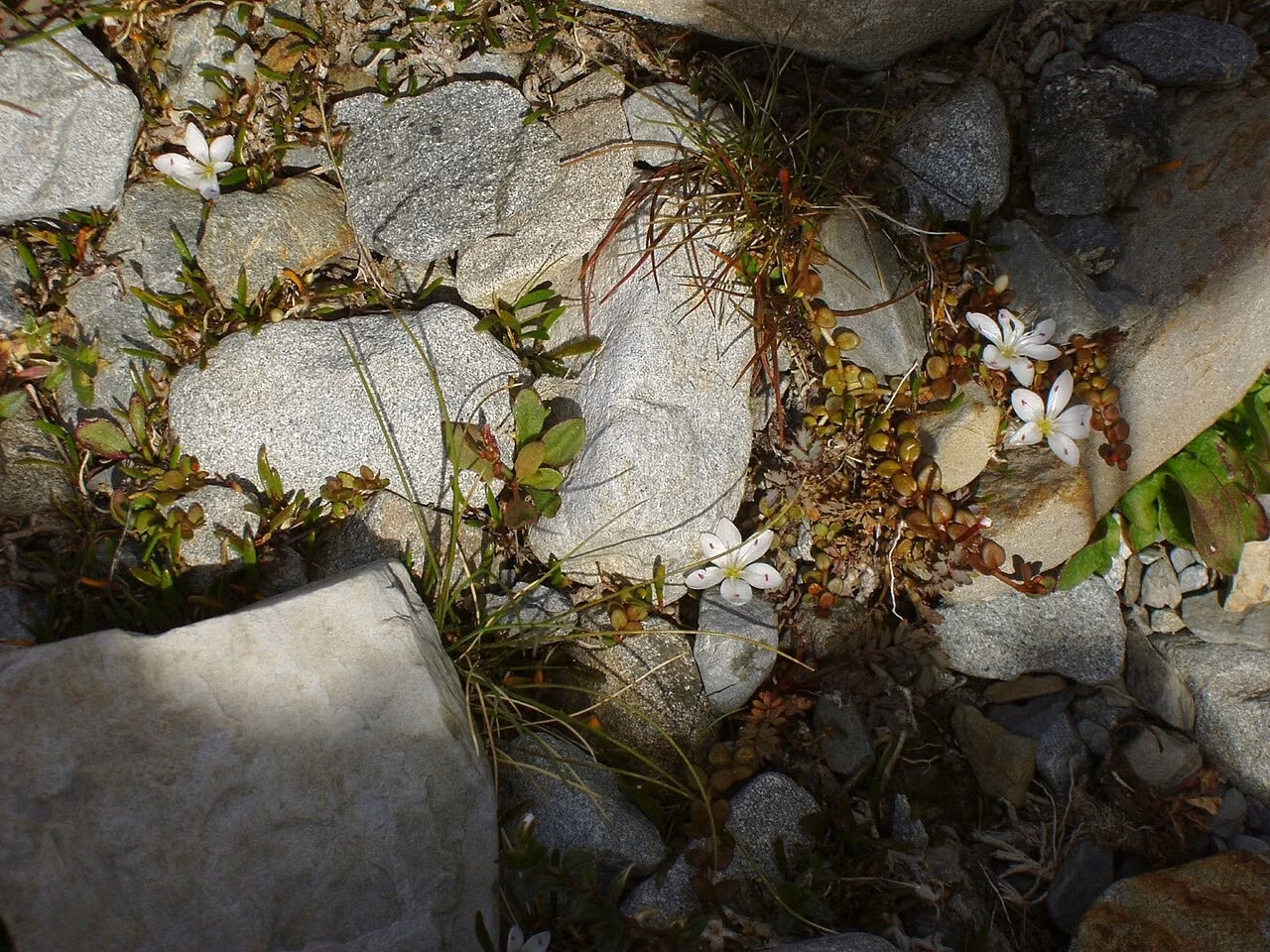 Montia sessiliflora (Montia sessiliflora)