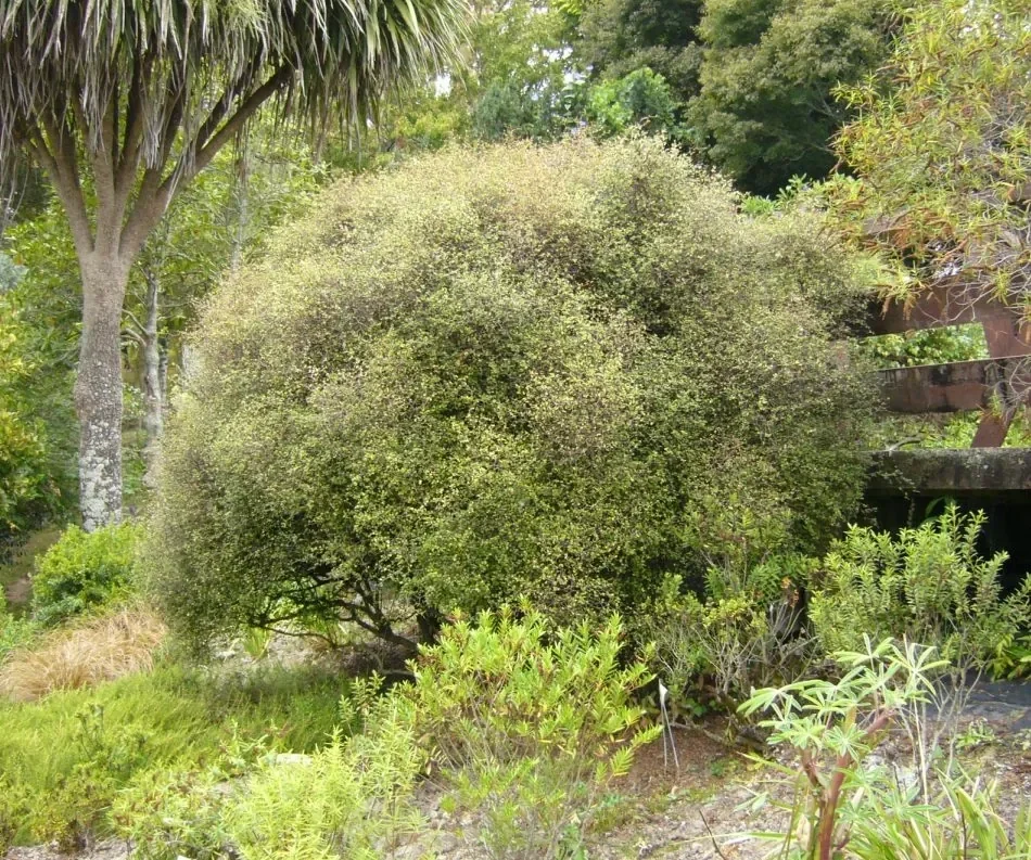 Shrubby Tororaro hero image