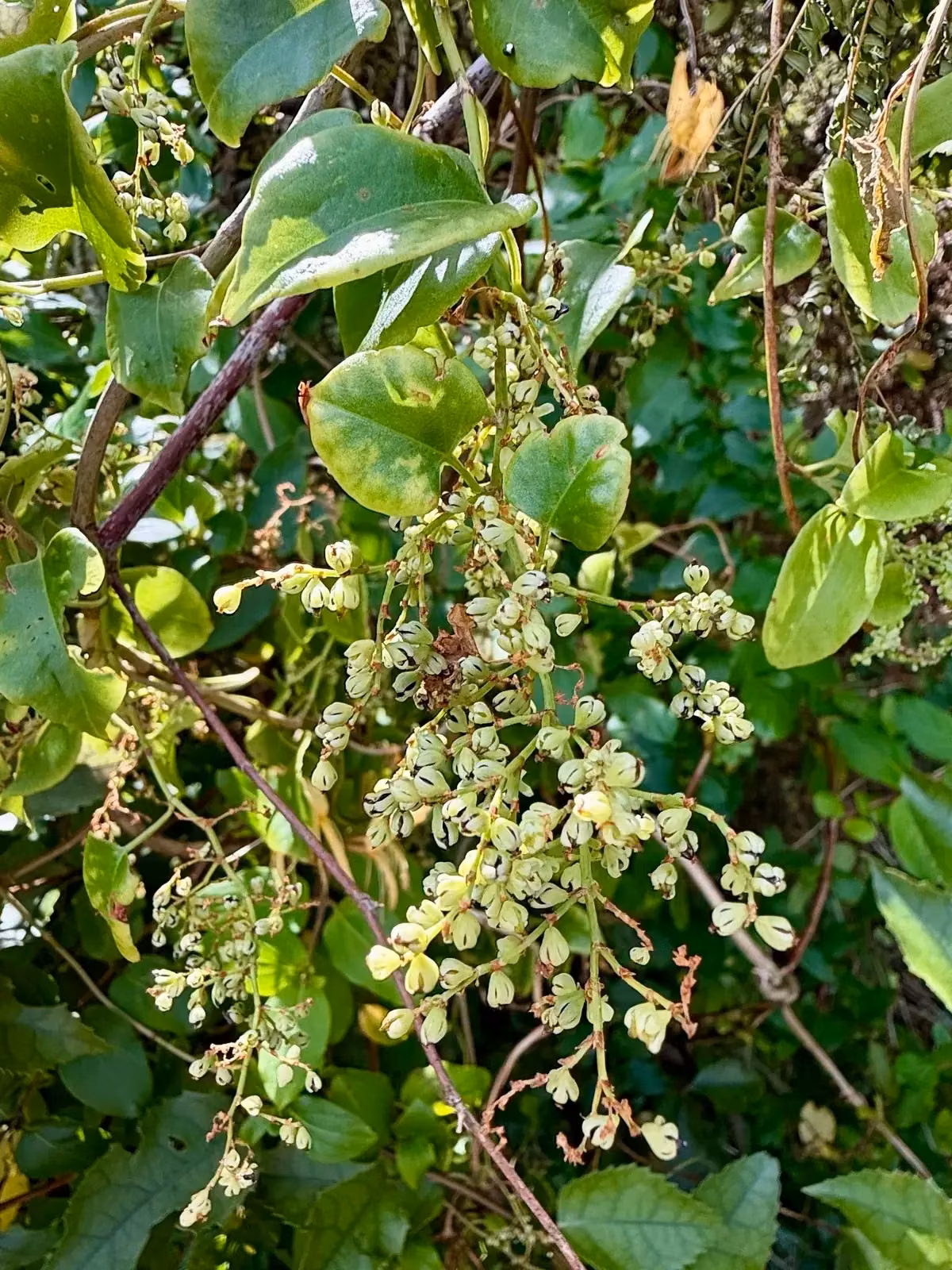 Muehlenbeckia Australis Native Plant (Muehlenbeckia australis)
