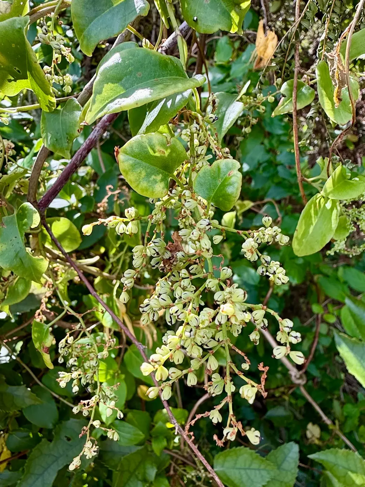 Muehlenbeckia Australis Native Plant (Muehlenbeckia australis)