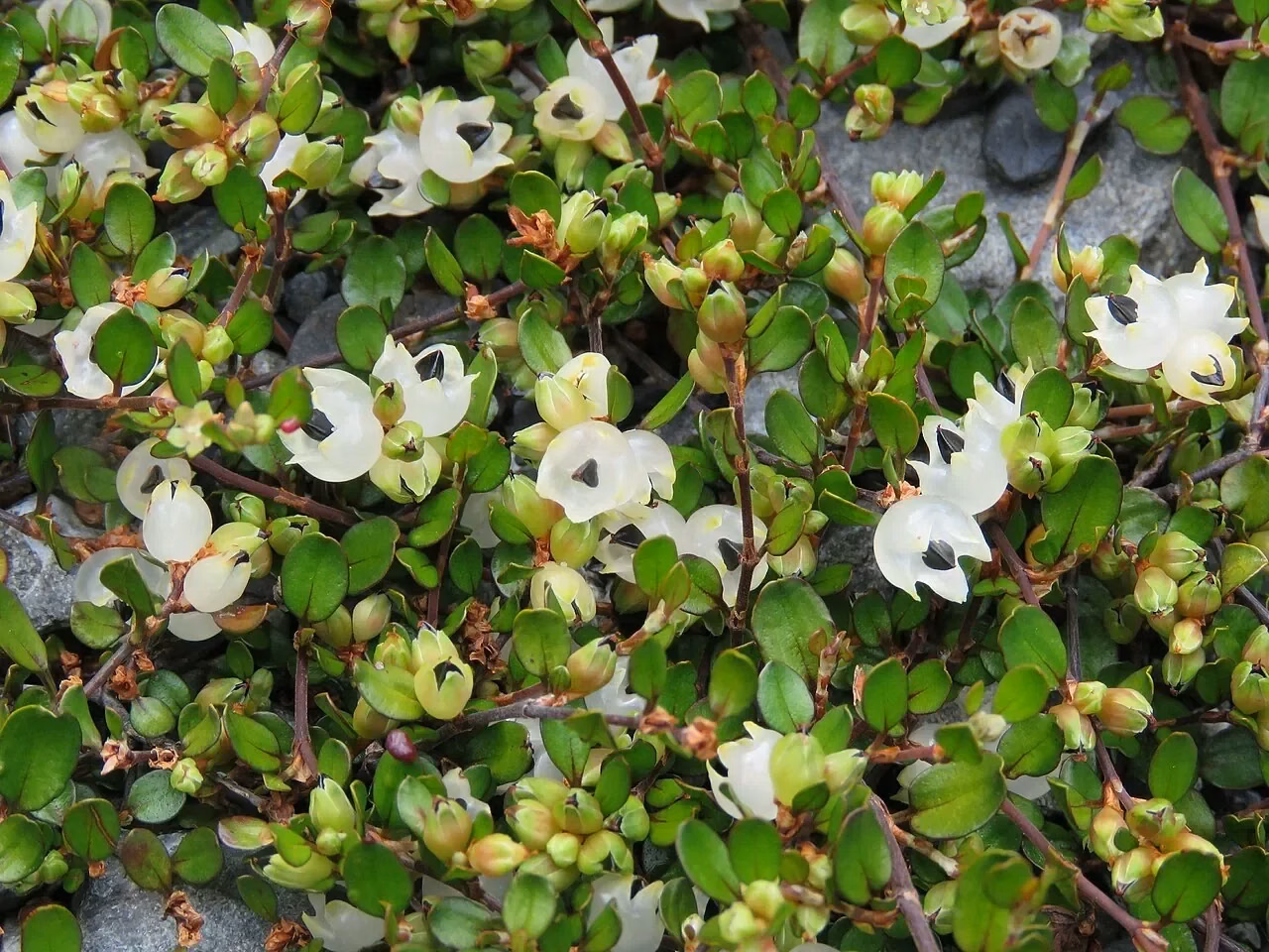 Creeping Pōhuehue (Muehlenbeckia axillaris)