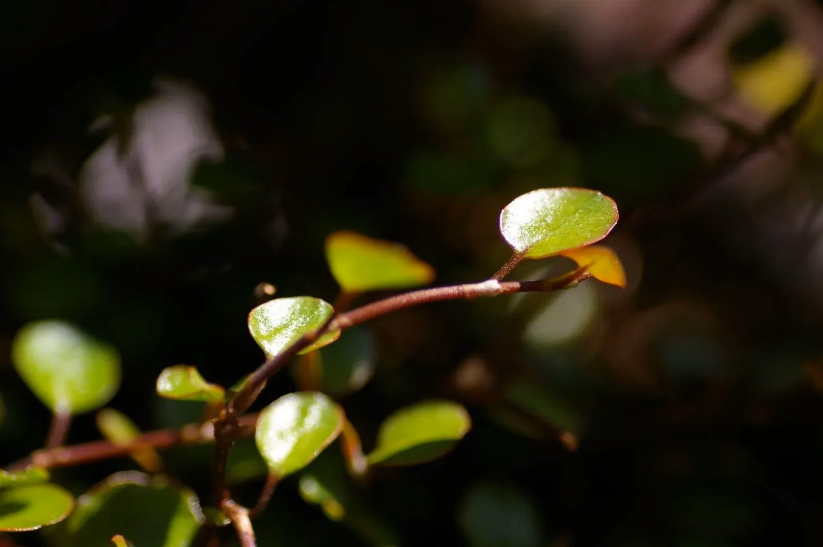 Pōhuehue (Muehlenbeckia complexa)